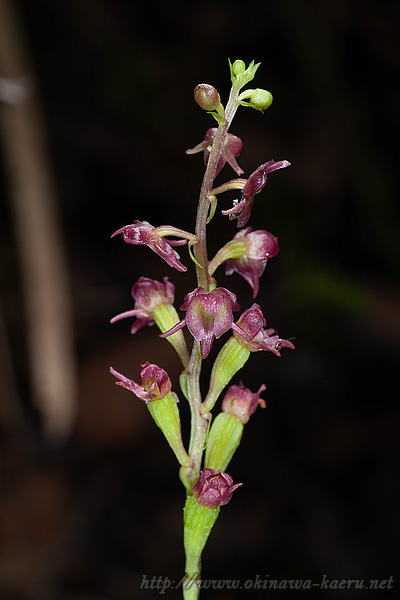 カンダヒメラン Crepidium kandae