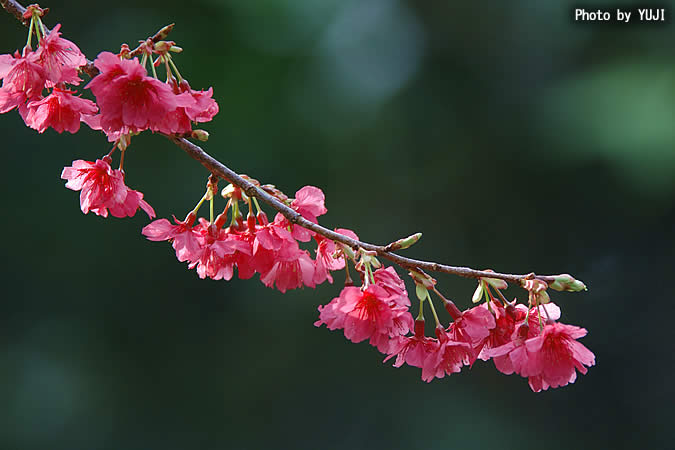 カンヒザクラ Cerasus campanulata