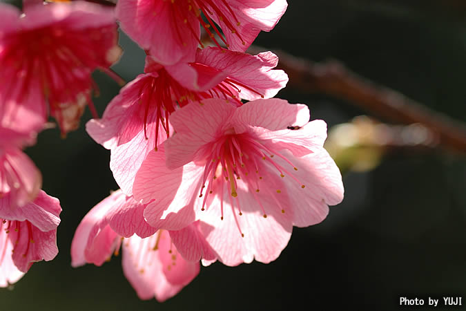 カンヒザクラ Cerasus campanulata