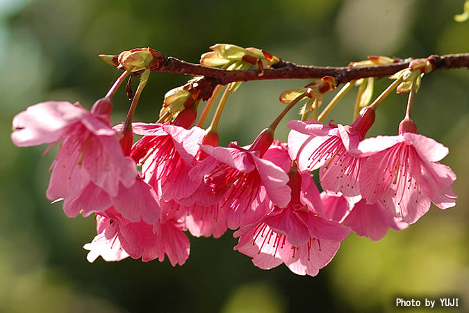 カンヒザクラ Cerasus campanulata