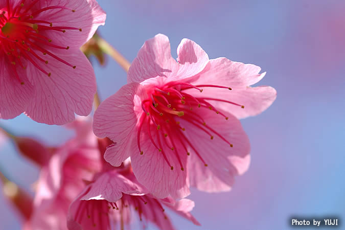 カンヒザクラ Cerasus campanulata