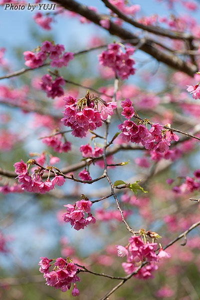 カンヒザクラ Cerasus campanulata