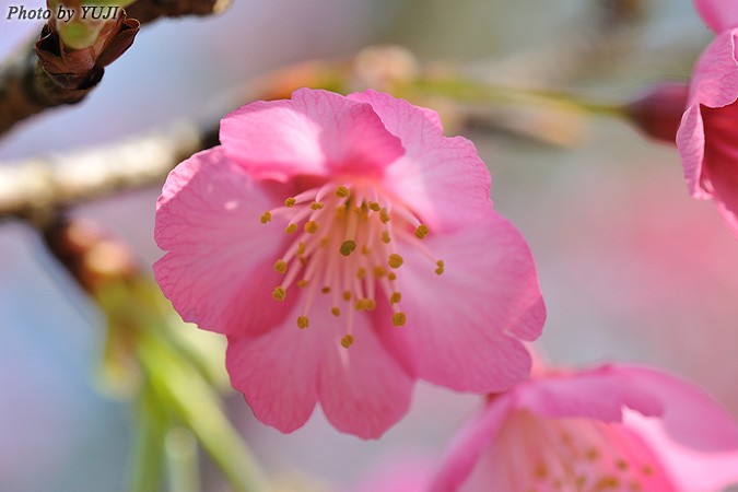 カンヒザクラ Cerasus campanulata