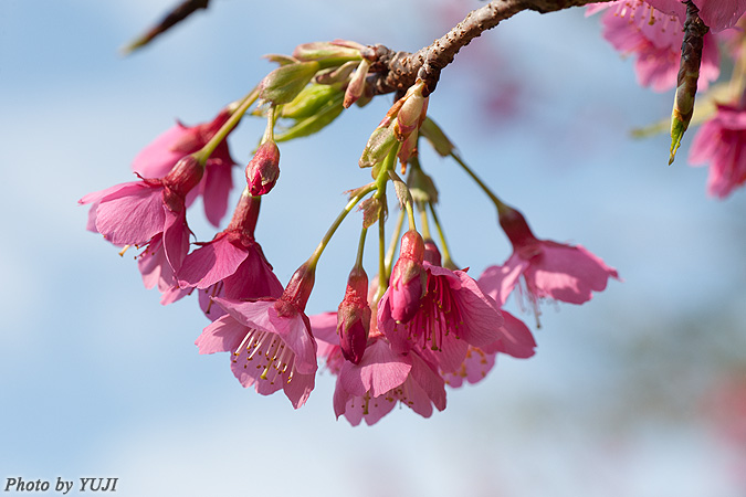 カンヒザクラ Cerasus campanulata