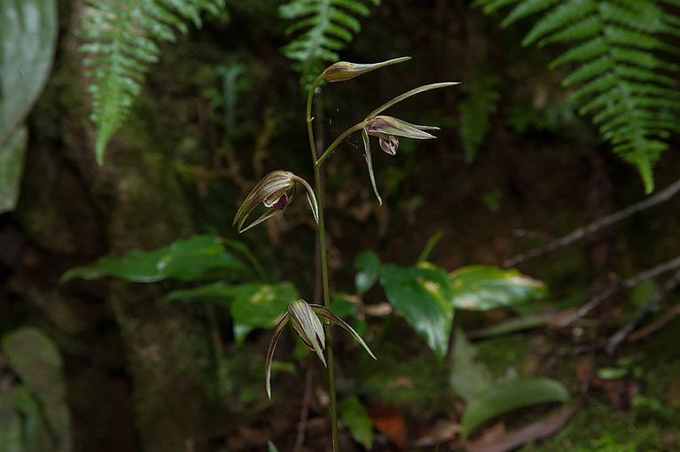 カンラン Cymbidium kanran