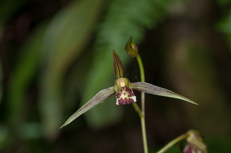 カンラン Cymbidium kanran