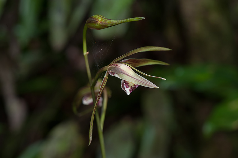 カンラン Cymbidium kanran