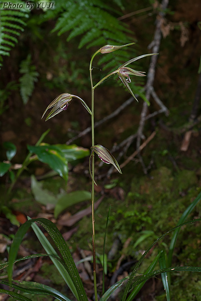 カンラン Cymbidium kanran