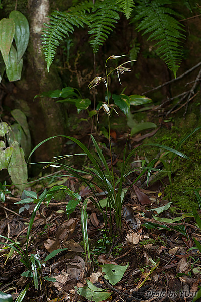 カンラン Cymbidium kanran