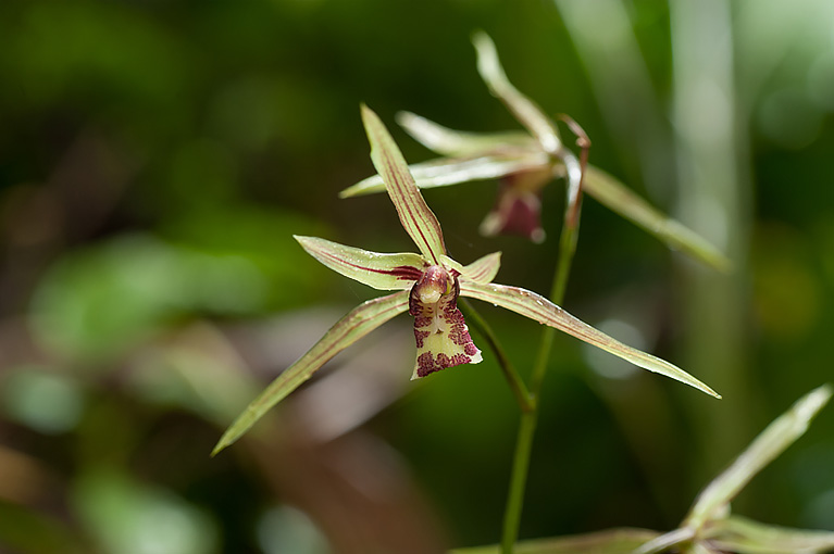 カンラン Cymbidium kanran