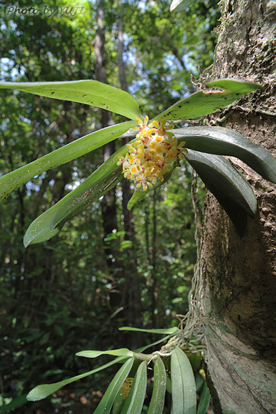 カシノキラン Gastrochilus japonicus