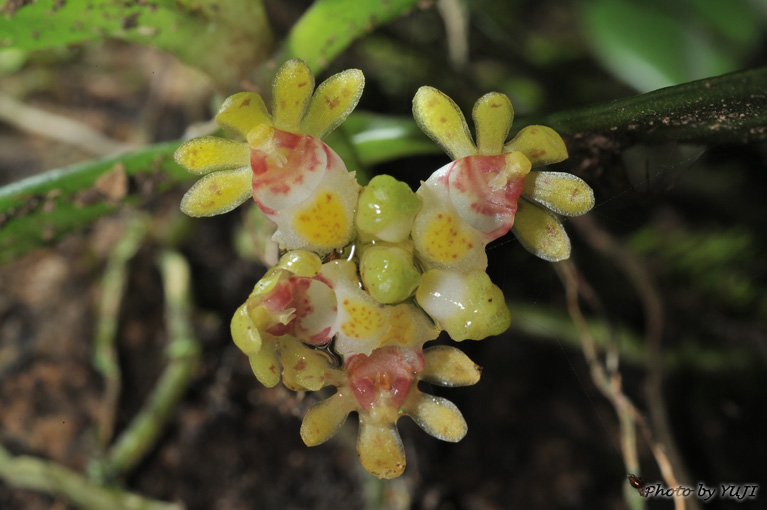 カシノキラン Gastrochilus japonicus