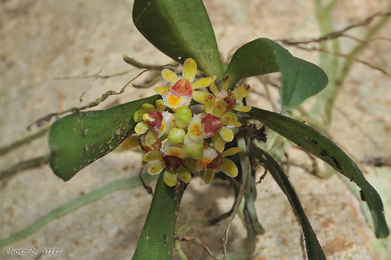 カシノキラン Gastrochilus japonicus