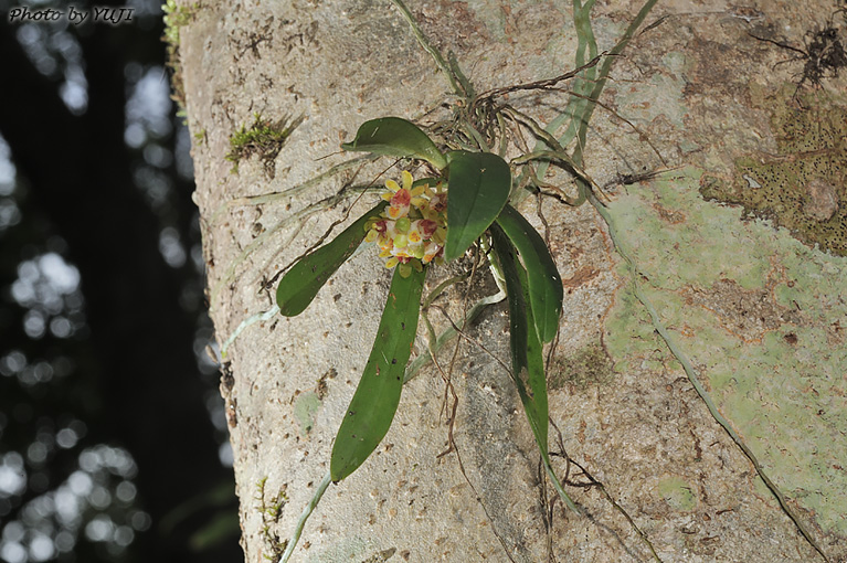 カシノキラン Gastrochilus japonicus