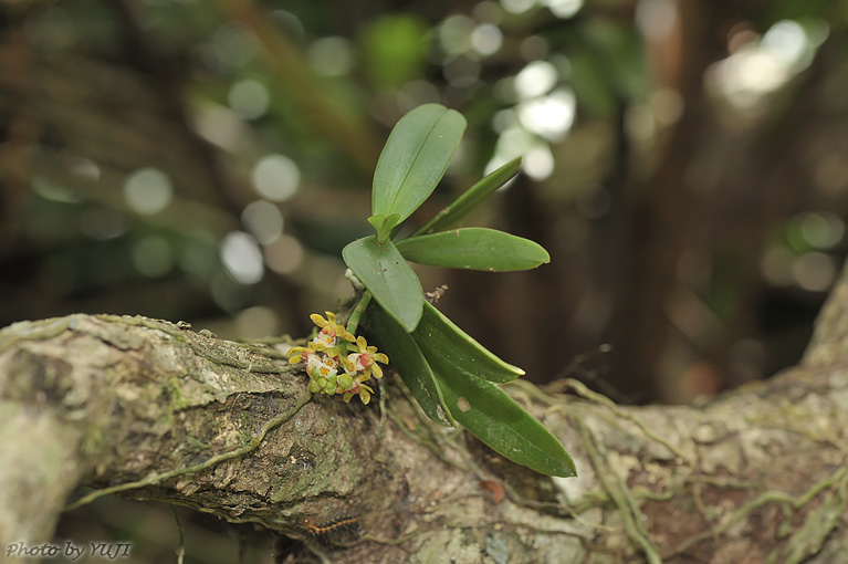 カシノキラン Gastrochilus japonicus