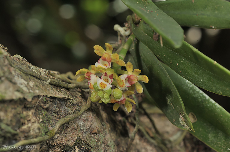 カシノキラン Gastrochilus japonicus