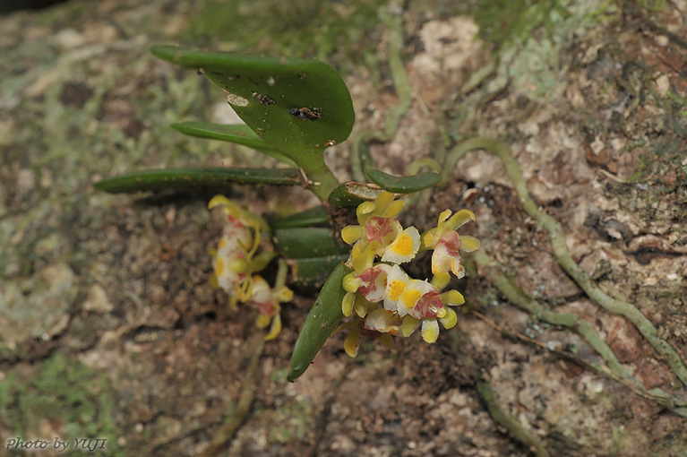 カシノキラン Gastrochilus japonicus