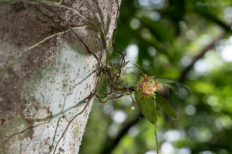 カシノキラン Gastrochilus japonicus