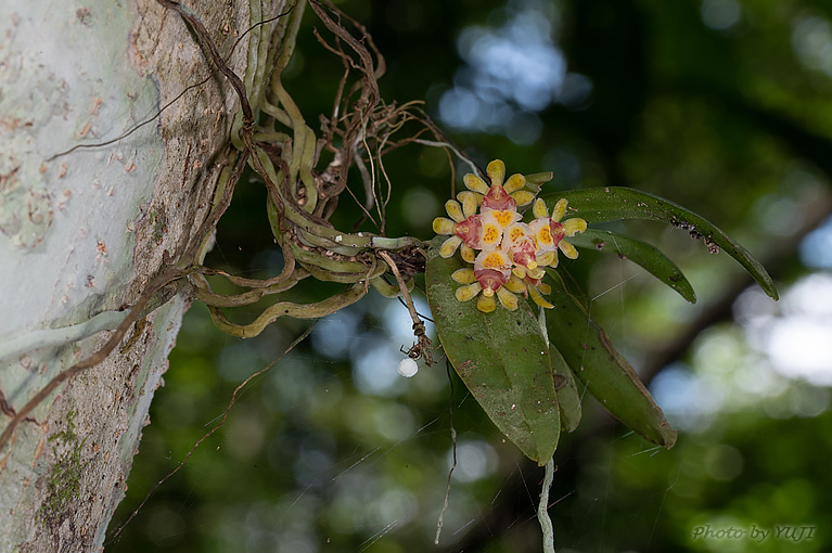 カシノキラン Gastrochilus japonicus