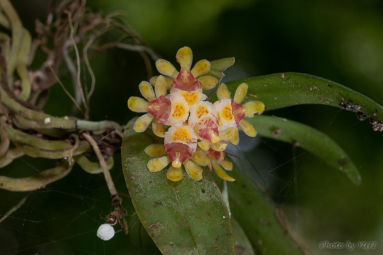 カシノキラン Gastrochilus japonicus