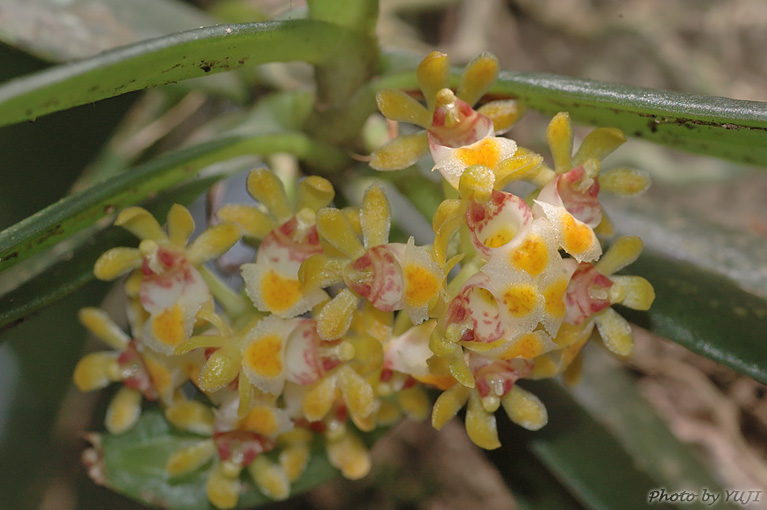 カシノキラン Gastrochilus japonicus