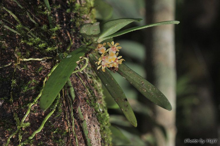 カシノキラン Gastrochilus japonicus