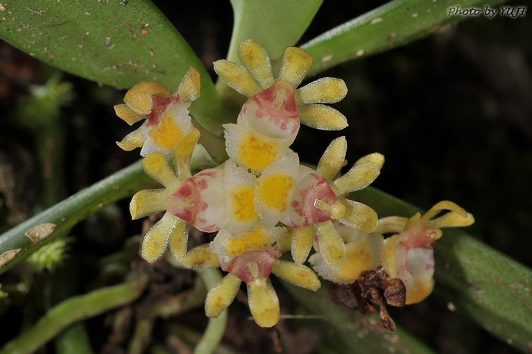 カシノキラン Gastrochilus japonicus