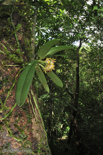 カシノキラン Gastrochilus japonicus