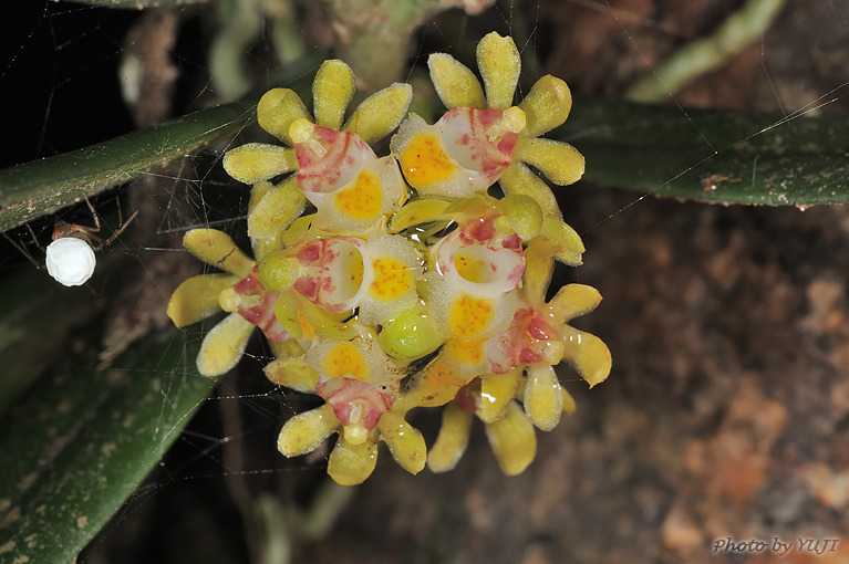 カシノキラン Gastrochilus japonicus