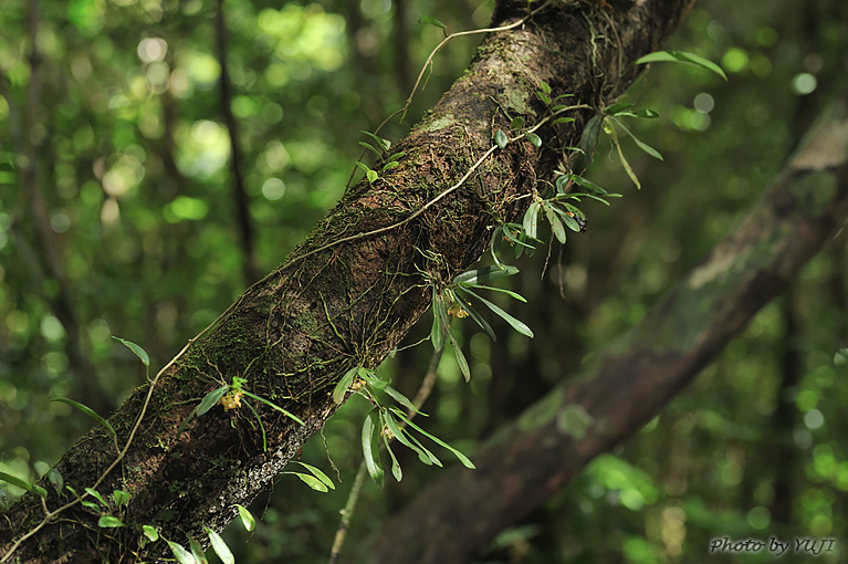 カシノキラン Gastrochilus japonicus