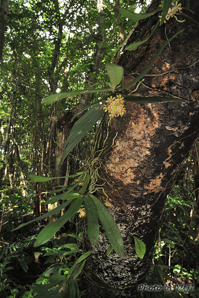 カシノキラン Gastrochilus japonicus