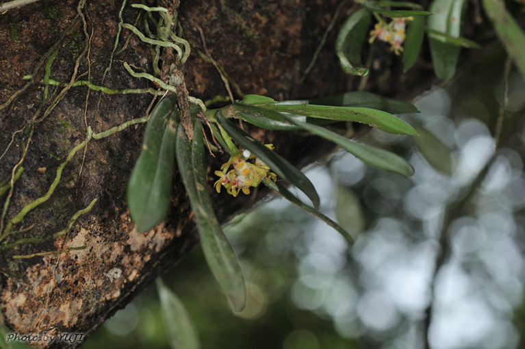 カシノキラン Gastrochilus japonicus