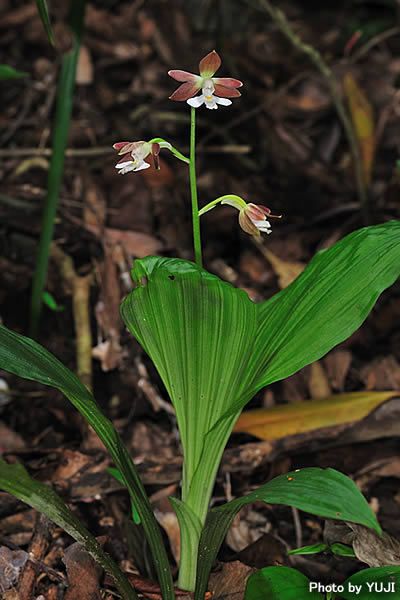 カツウダケエビネ Calanthe discolor kanashiroi