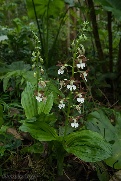 カツウダケエビネ Calanthe discolor kanashiroi