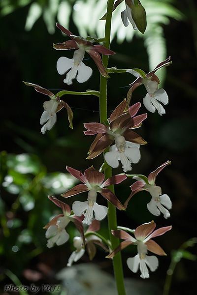 カツウダケエビネ Calanthe discolor kanashiroi