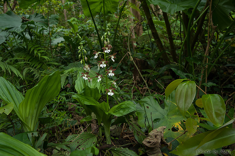 カツウダケエビネ Calanthe discolor kanashiroi