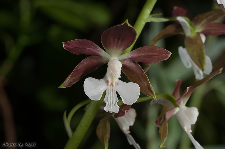 カツウダケエビネ Calanthe discolor kanashiroi