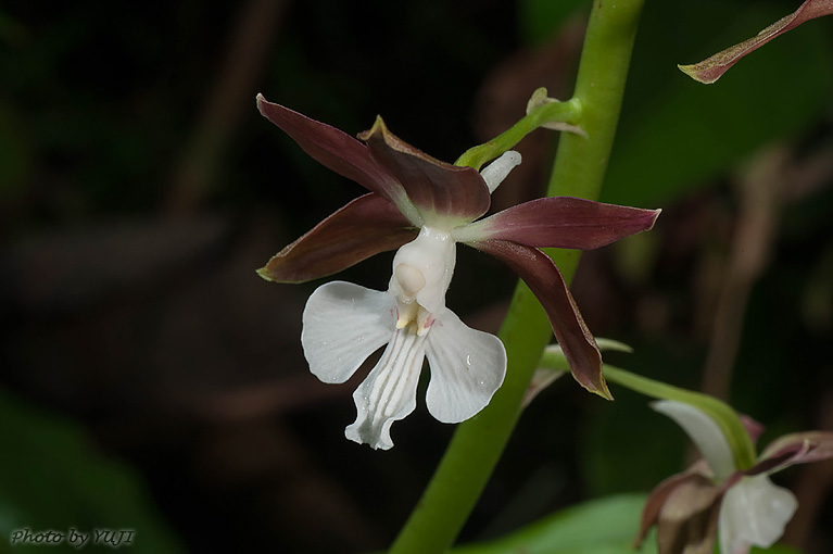 カツウダケエビネ Calanthe discolor kanashiroi