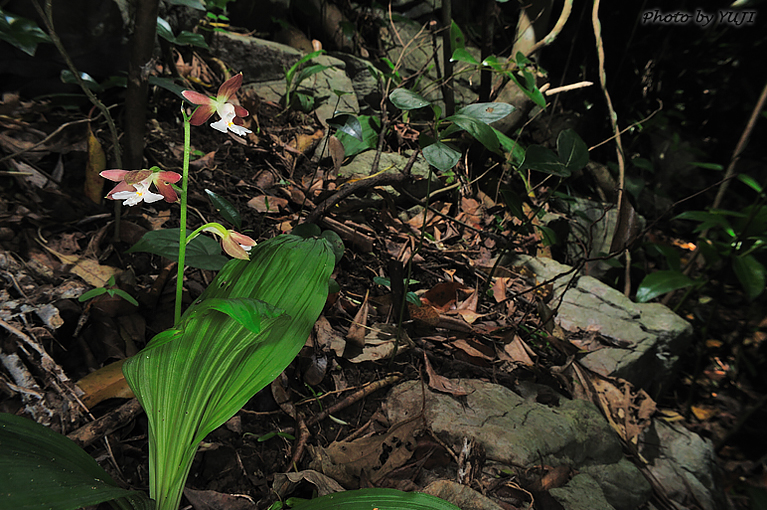 カツウダケエビネ Calanthe discolor kanashiroi