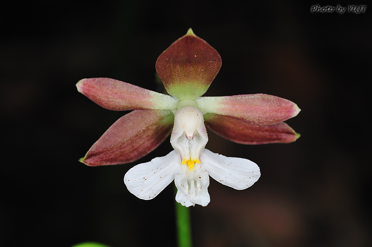 カツウダケエビネ Calanthe discolor kanashiroi