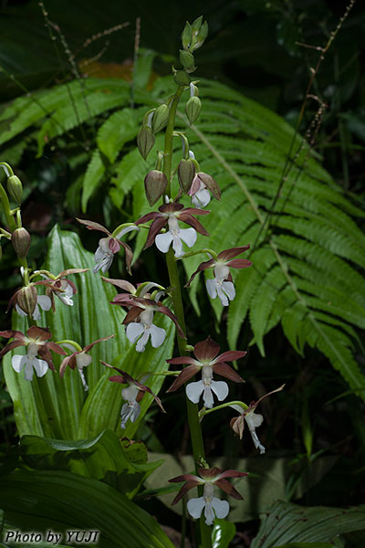 カツウダケエビネ Calanthe discolor kanashiroi