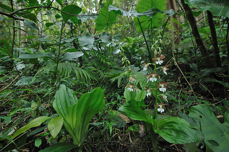 カツウダケエビネ Calanthe discolor kanashiroi