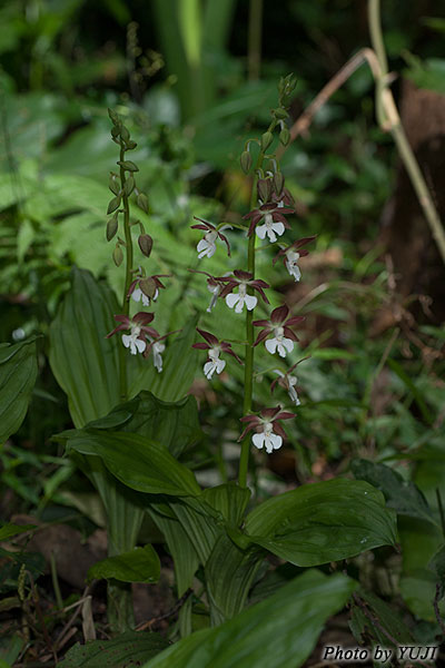 カツウダケエビネ Calanthe discolor kanashiroi