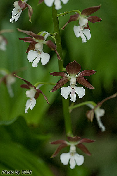 カツウダケエビネ Calanthe discolor kanashiroi