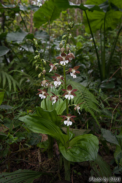 カツウダケエビネ Calanthe discolor kanashiroi