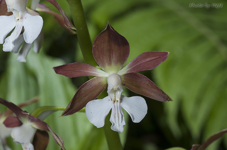 カツウダケエビネ Calanthe discolor kanashiroi