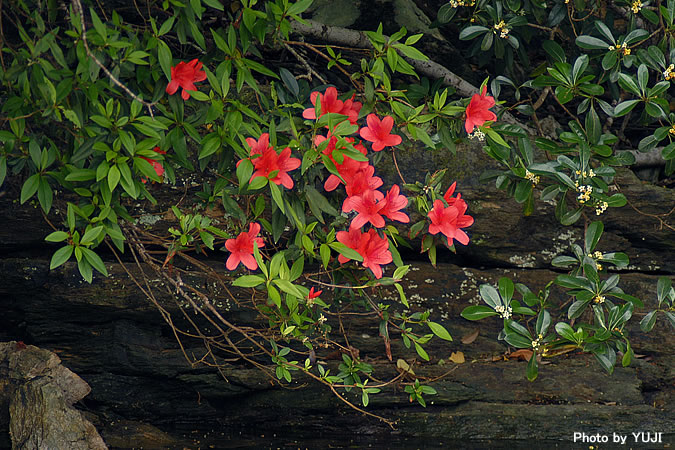 ケラマツツジ Rhododendron scabrum