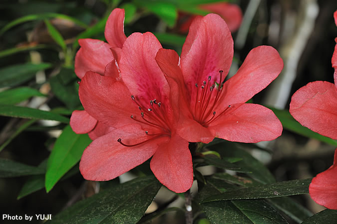 ケラマツツジ Rhododendron scabrum