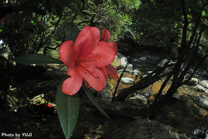 ケラマツツジ Rhododendron scabrum