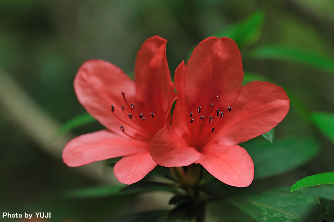 ケラマツツジ Rhododendron scabrum